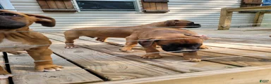Boxer Puppy 1