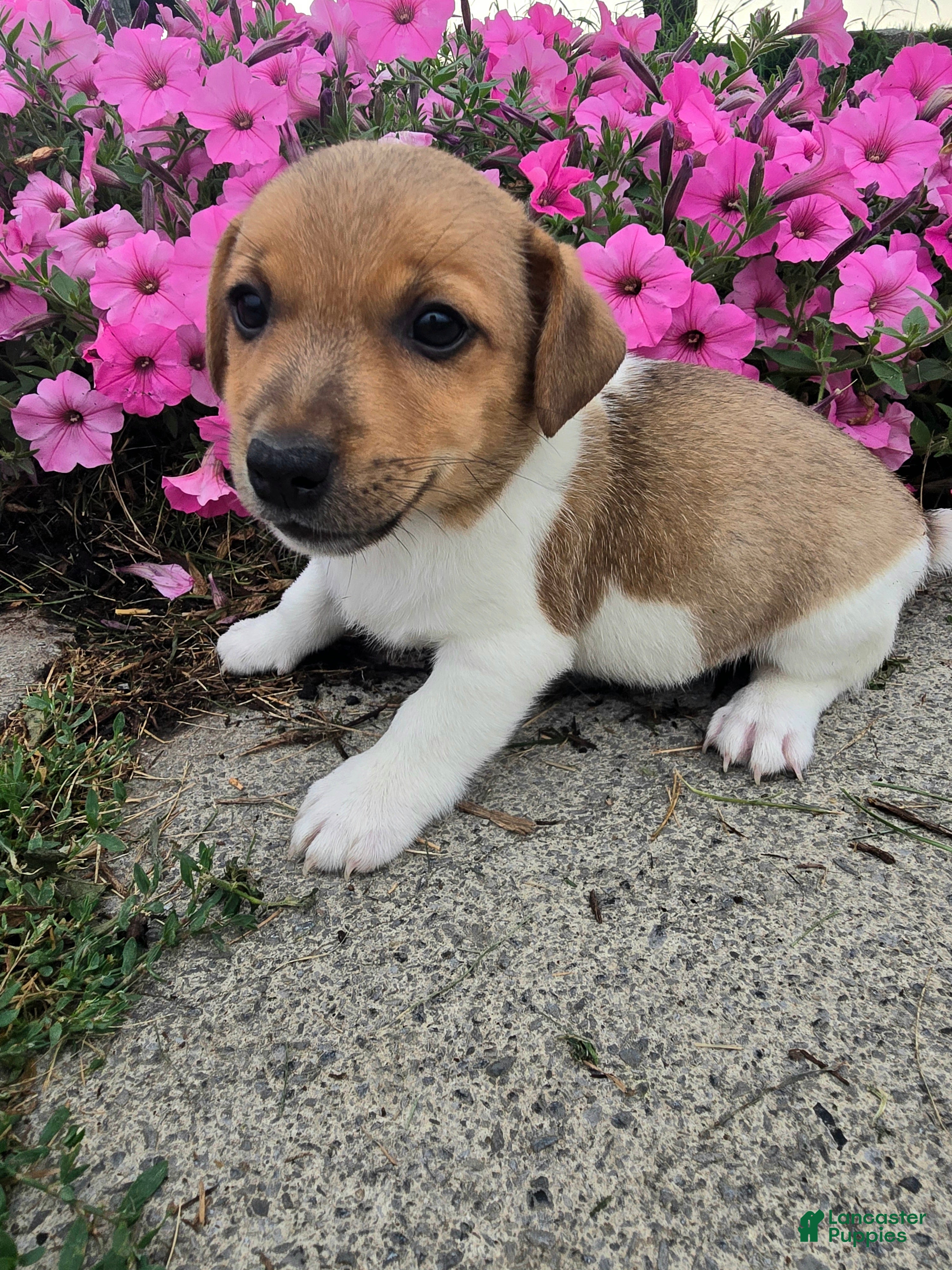 Jack Russell Terrier dogs Sparky - Ad 2