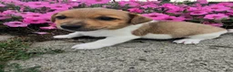 Jack Russell Terrier dogs for sale: Sparky - Ad 2