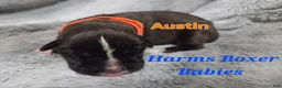 Boxer dogs for sale: Austin - Ad 1