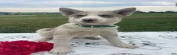 Pomsky dogs for sale: Mack - Ad 3