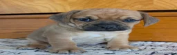 Puggle dogs for sale: Kobe  - Ad 3