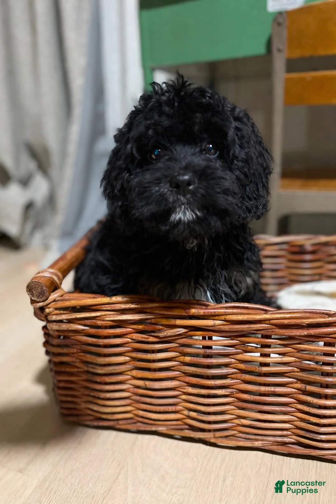 Cavapoo dogs for sale: Damian - Ad 1