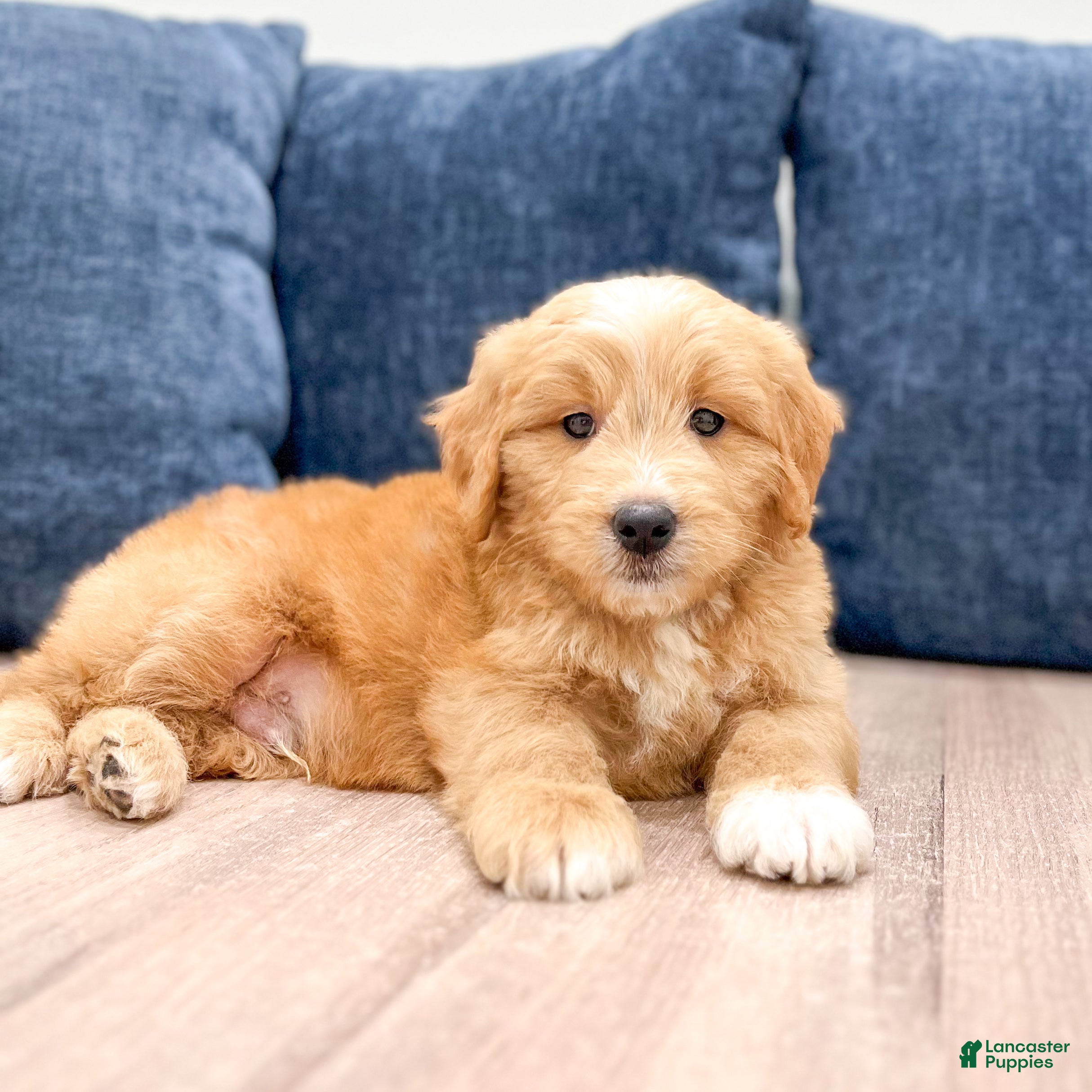 Mini Goldendoodle dogs Lance - Ad 2