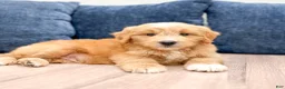 Mini Goldendoodle dogs for sale: Lance - Ad 2