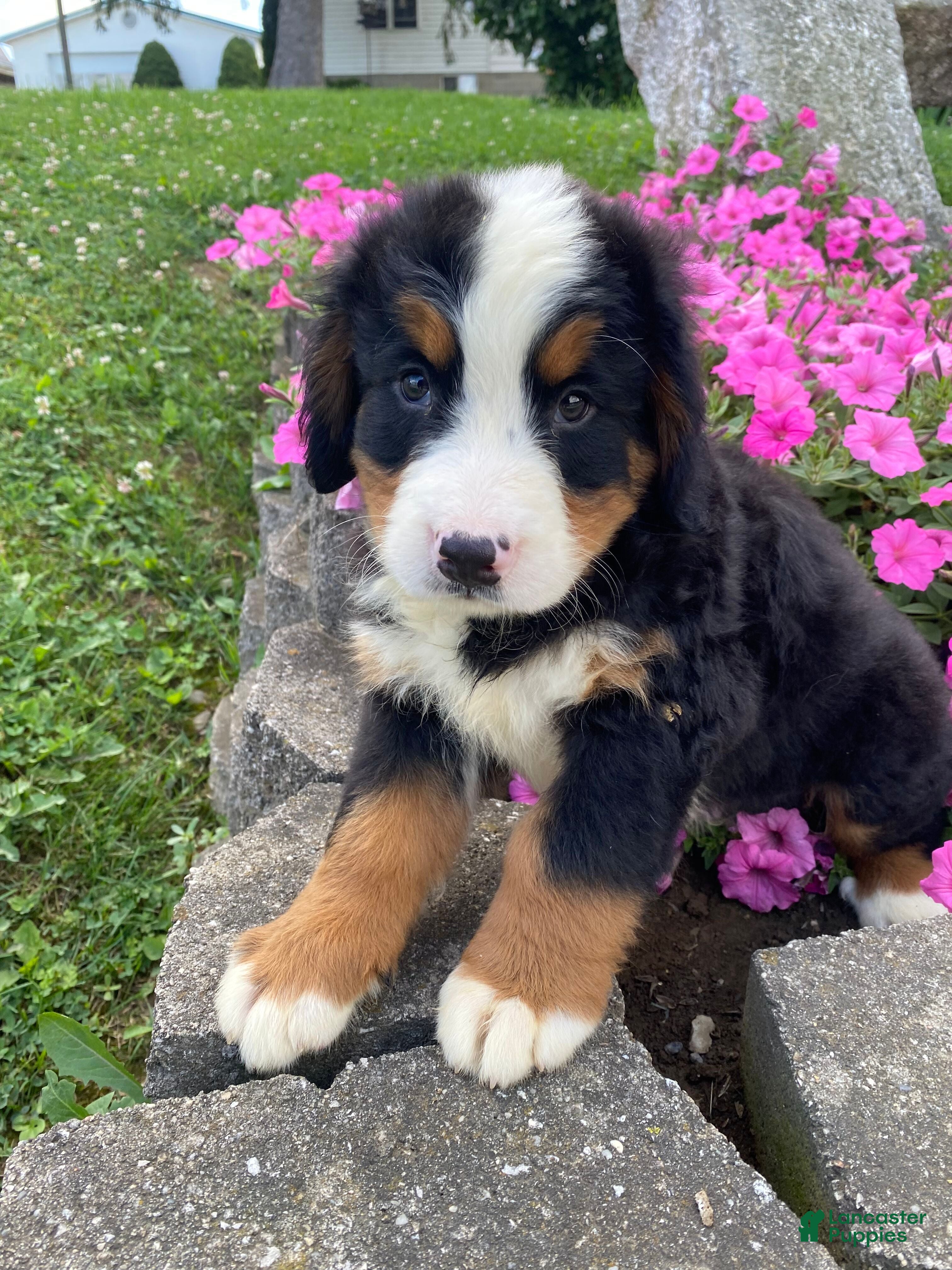 Bernese Mountain Dog dogs Rusty - Ad 1