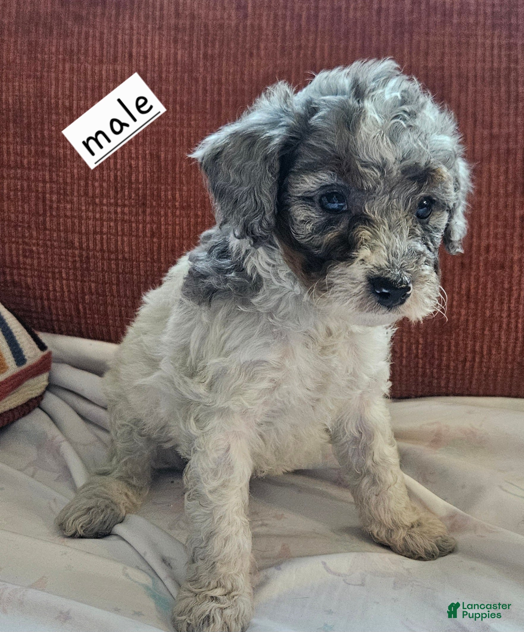 Miniature Poodle dogs Miniature Poodle Puppy 1 - Ad 24