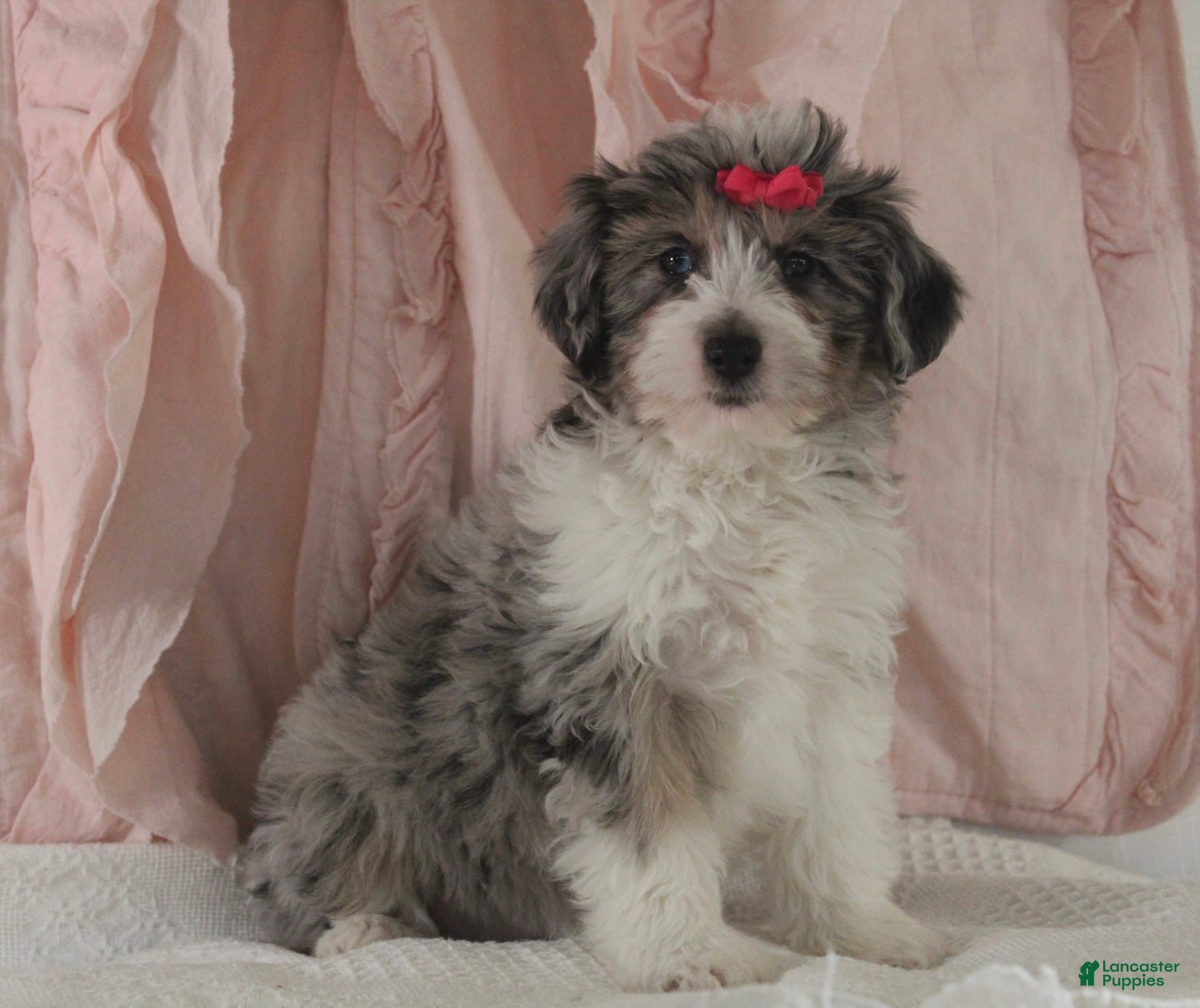 Mini Aussiedoodle dogs Darla - Ad 2