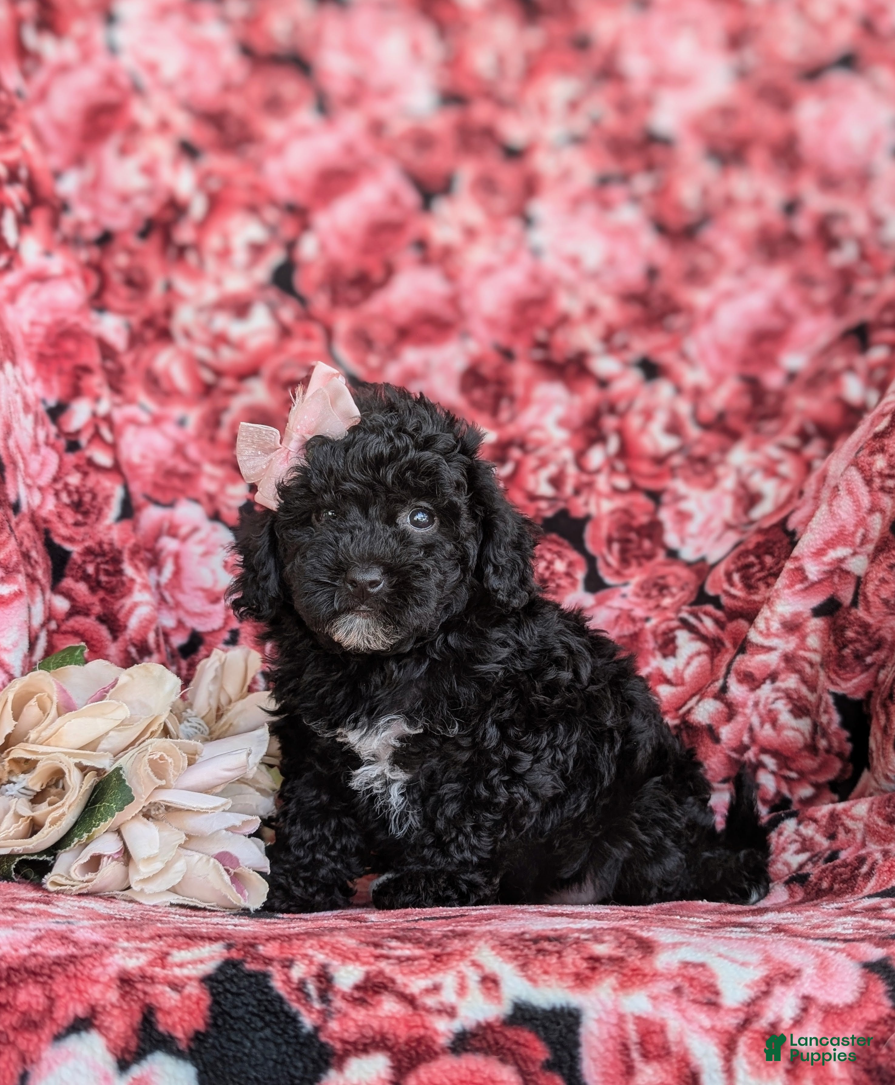 Cavapoo dogs Amanda 7 lbs Full Grown - Ad 2