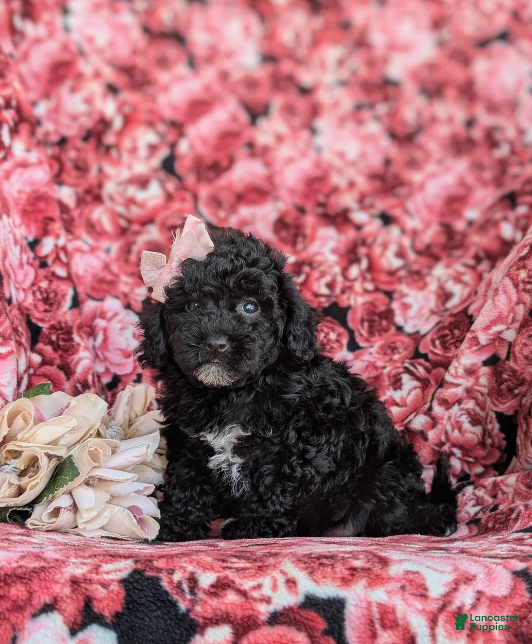 Cavapoo dogs for sale: Amanda 7 lbs Full Grown - Ad 2