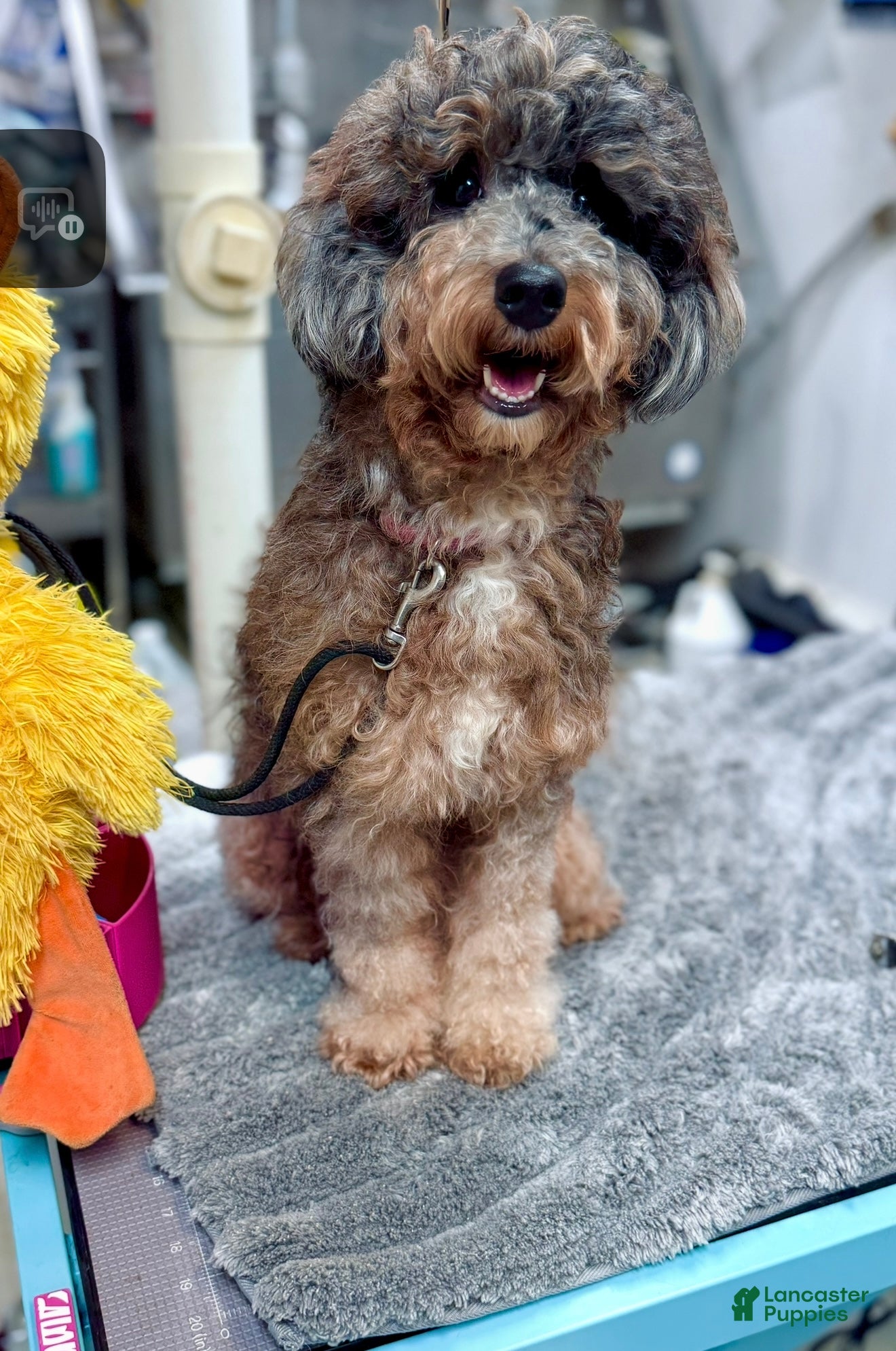 Double Doodle dogs Candy - Ad 2