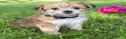Morkie dogs for sale: Bradley  - Ad 8