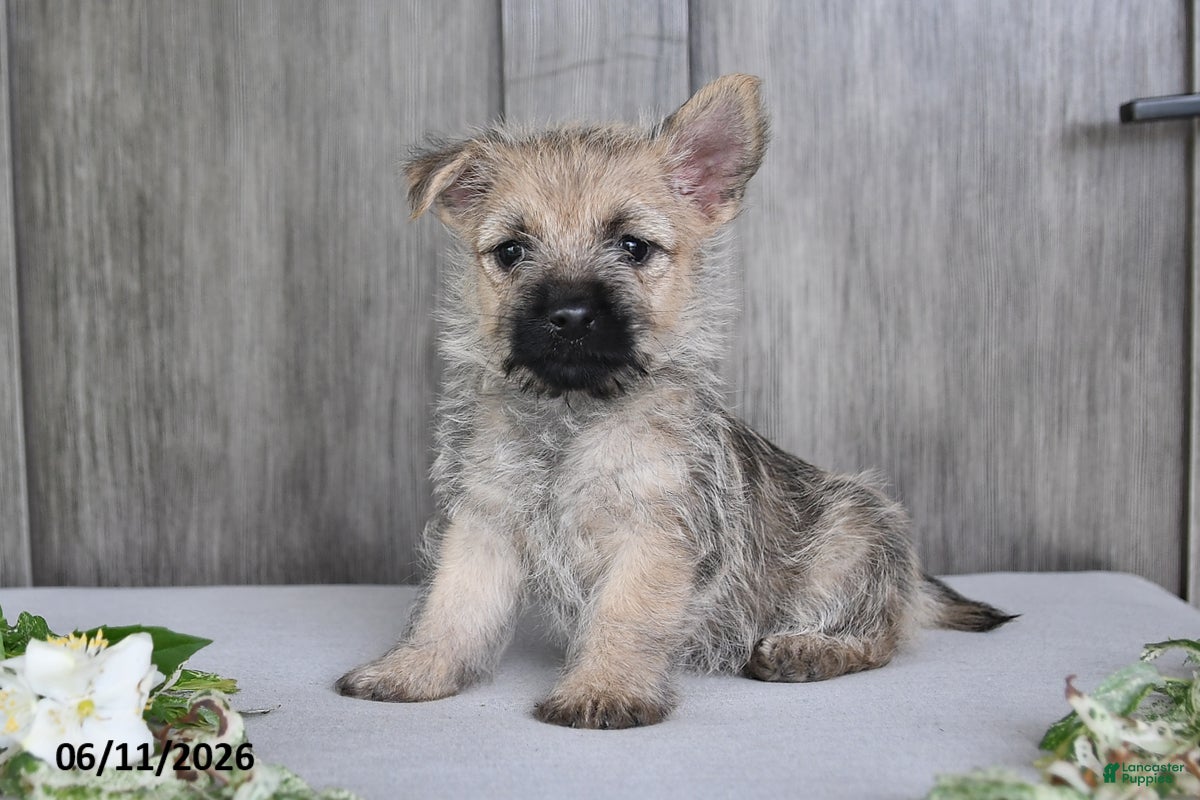 Cairn Terrier dogs Amber - Ad 2