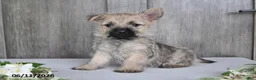 Cairn Terrier dogs for sale: Amber - Ad 2