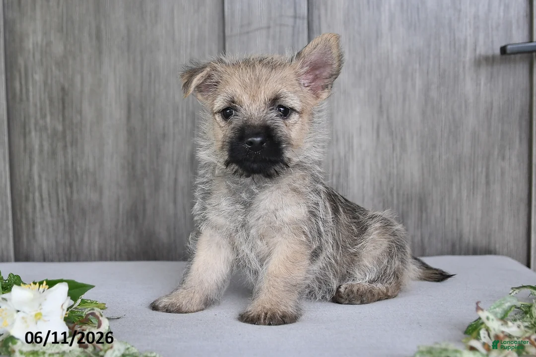 Cairn Terrier dogs for sale: Amber - Ad 2