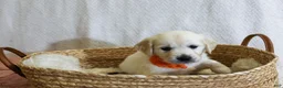 Golden Retriever dogs for sale: Chicory - Ad 28