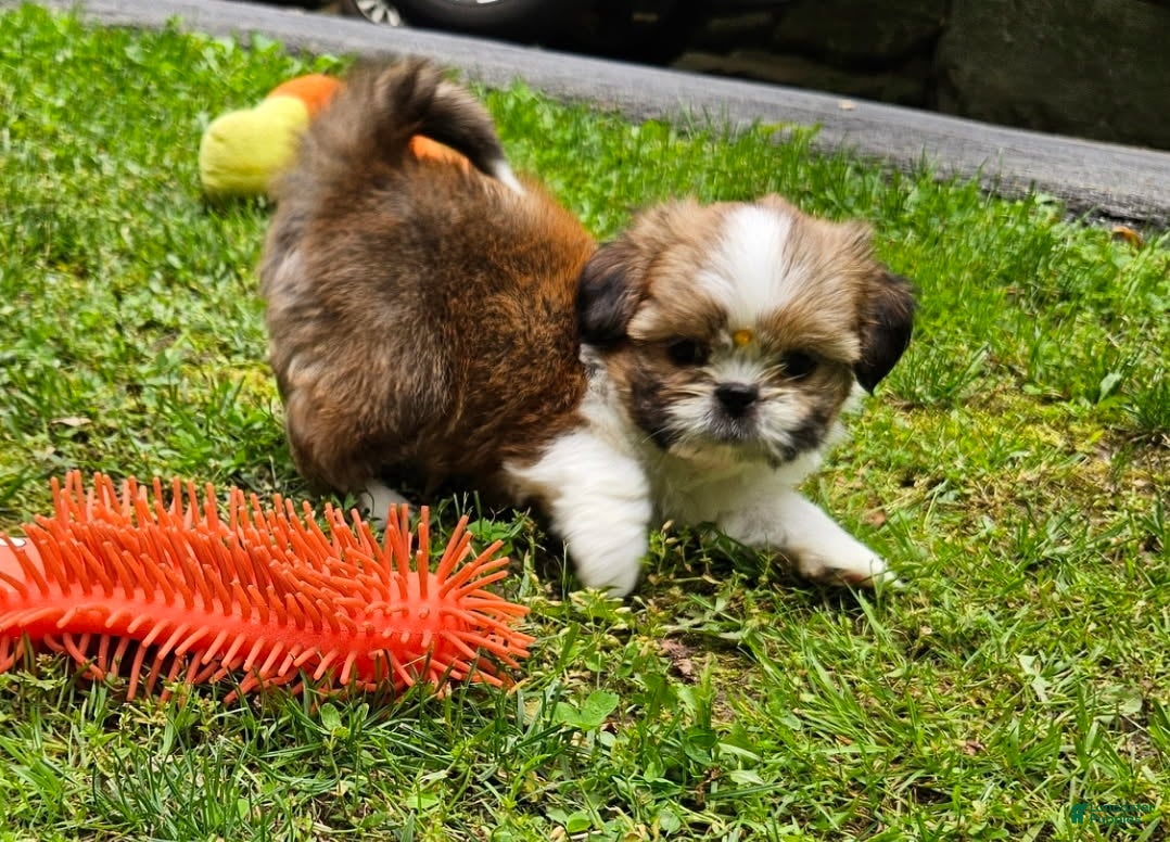 Shih Tzu dogs for sale: Shih Tzu Puppy 4 - Ad 2