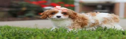 Cavapoo dogs for sale: Gracie - Ad 5