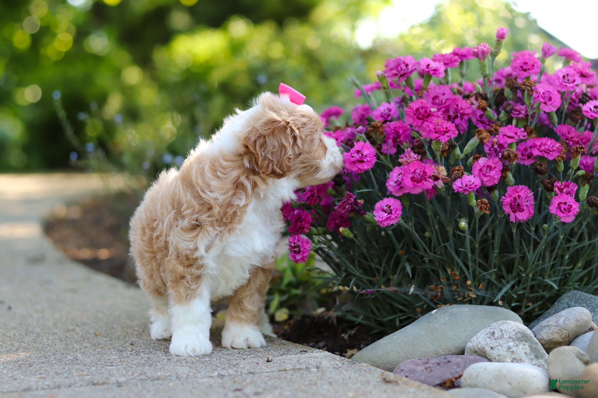 Cavapoo dogs for sale: Haven - Ad 3