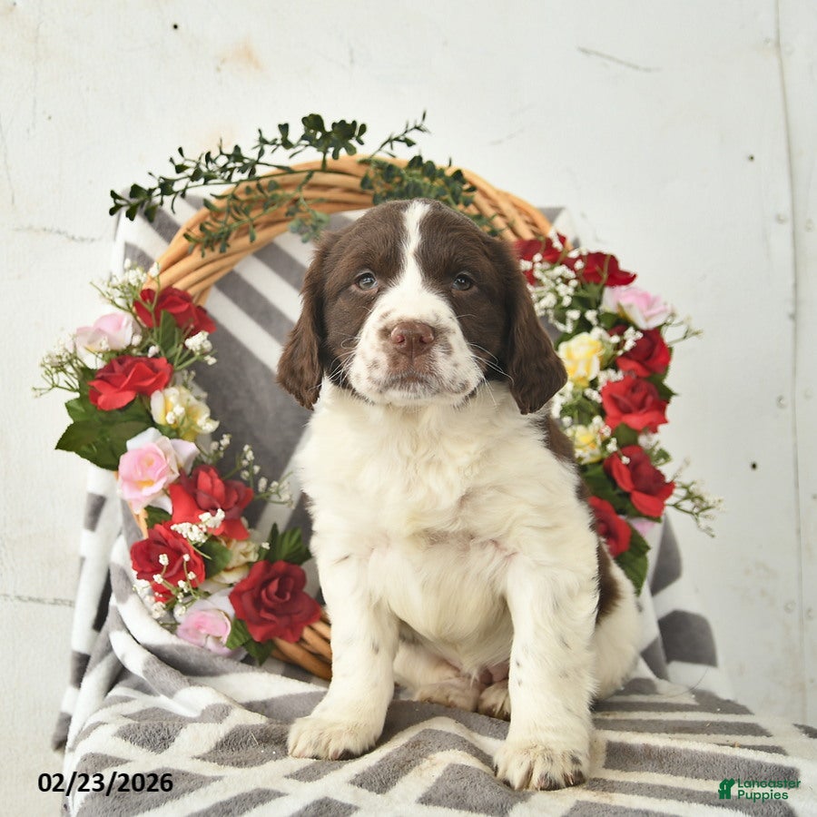 English Springer Spaniel dogs Dahlia  - Ad 2