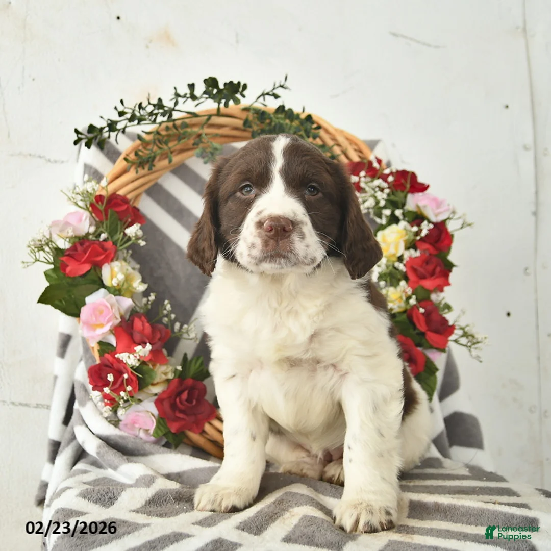 English Springer Spaniel dogs for sale: Dahlia  - Ad 2