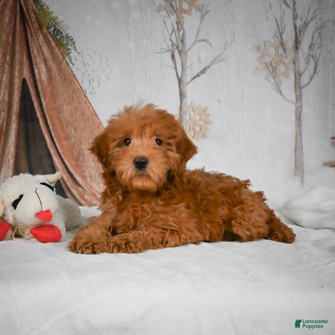 Mini Goldendoodle dogs for sale: Rosie - Ad 9