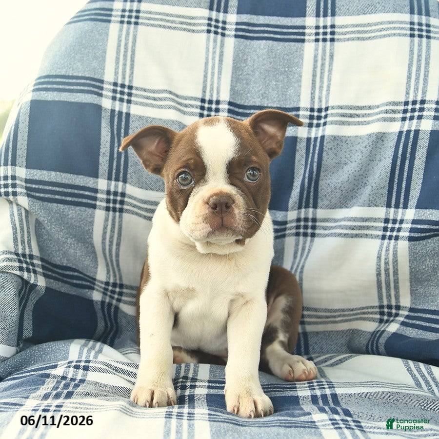 Boston Terrier dogs Flossy  - Ad 1