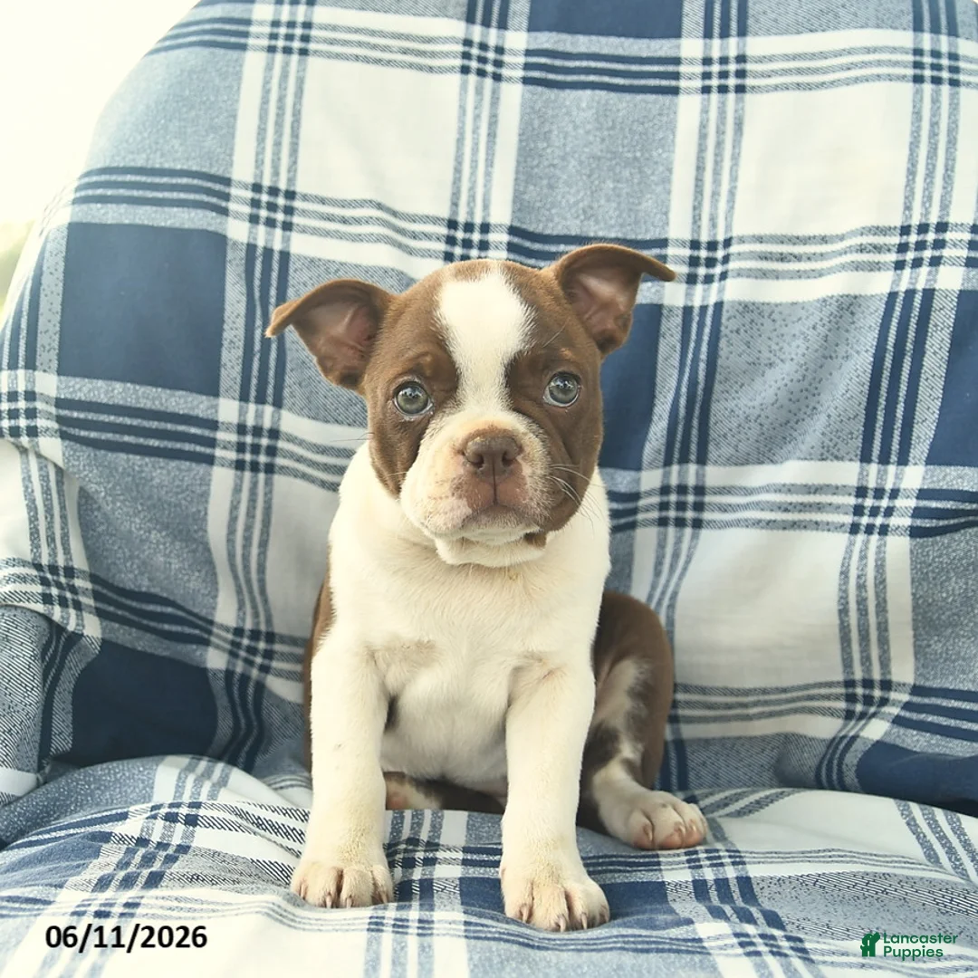 Boston Terrier dogs for sale: Flossy  - Ad 1
