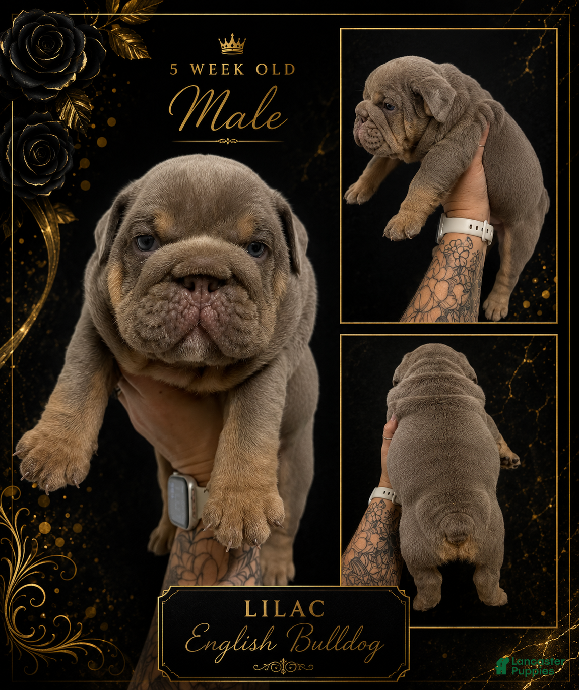 English Bulldog dogs English Bulldog - Dark Lilac Male - Ad 1
