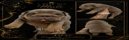 English Bulldog dogs for sale: English Bulldog - Dark Lilac Male - Ad 1