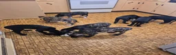 Great Dane dogs for sale: Fury - Ad 17