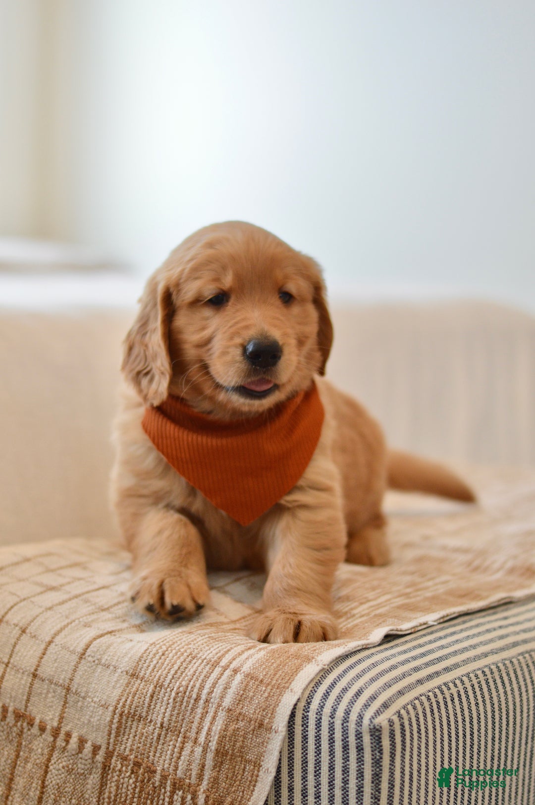 Golden Retriever dogs for sale: Curly - Ad 5