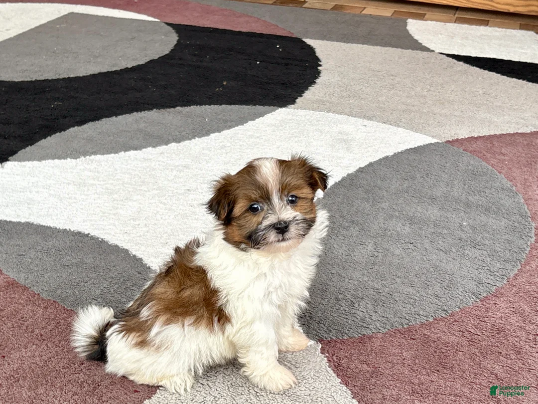 Havanese dogs for sale: Male 1 - Ad 3