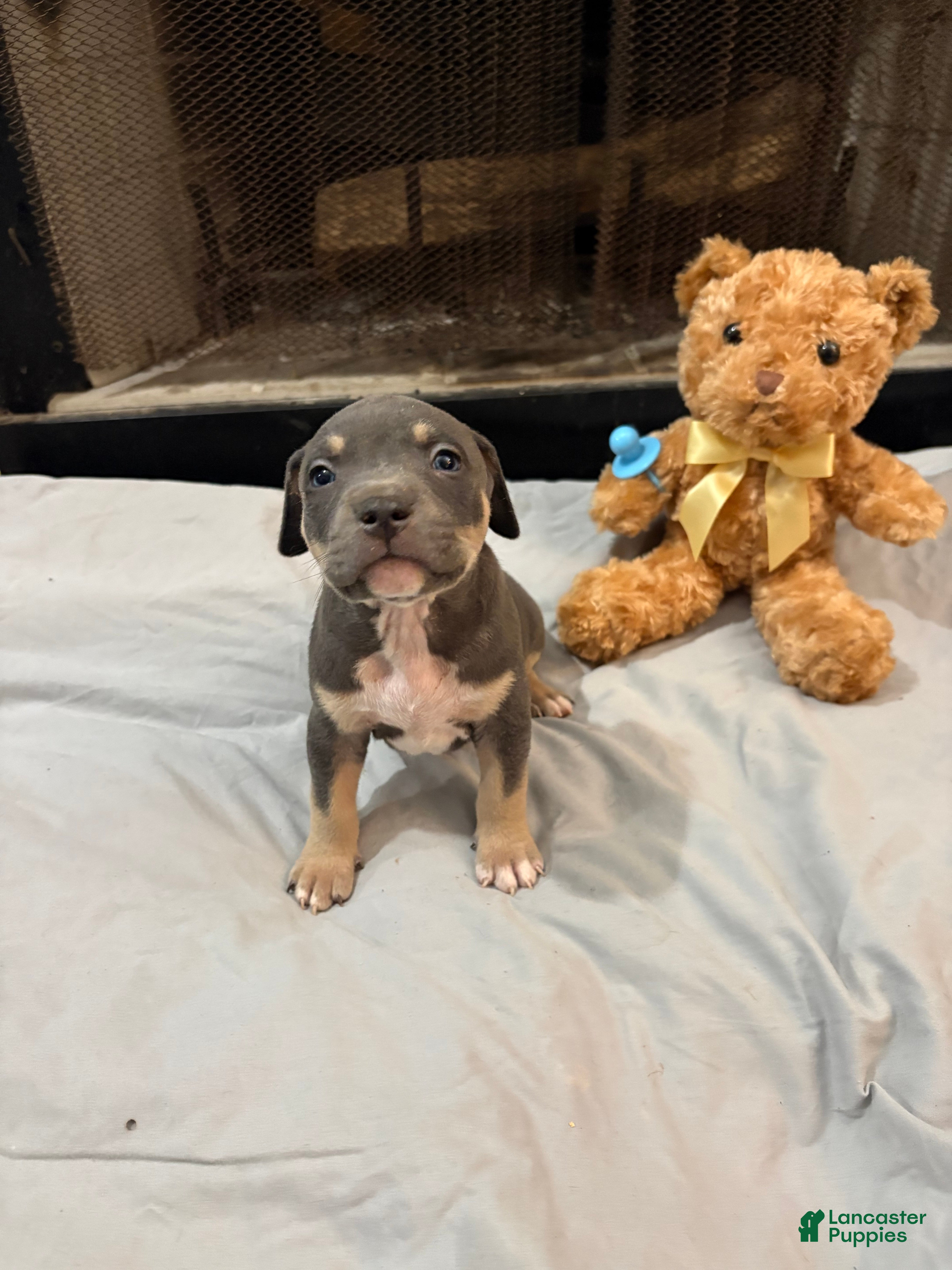 Mixed Breed dogs Pup 4 - Ad 29