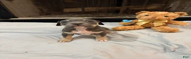 Pup 4