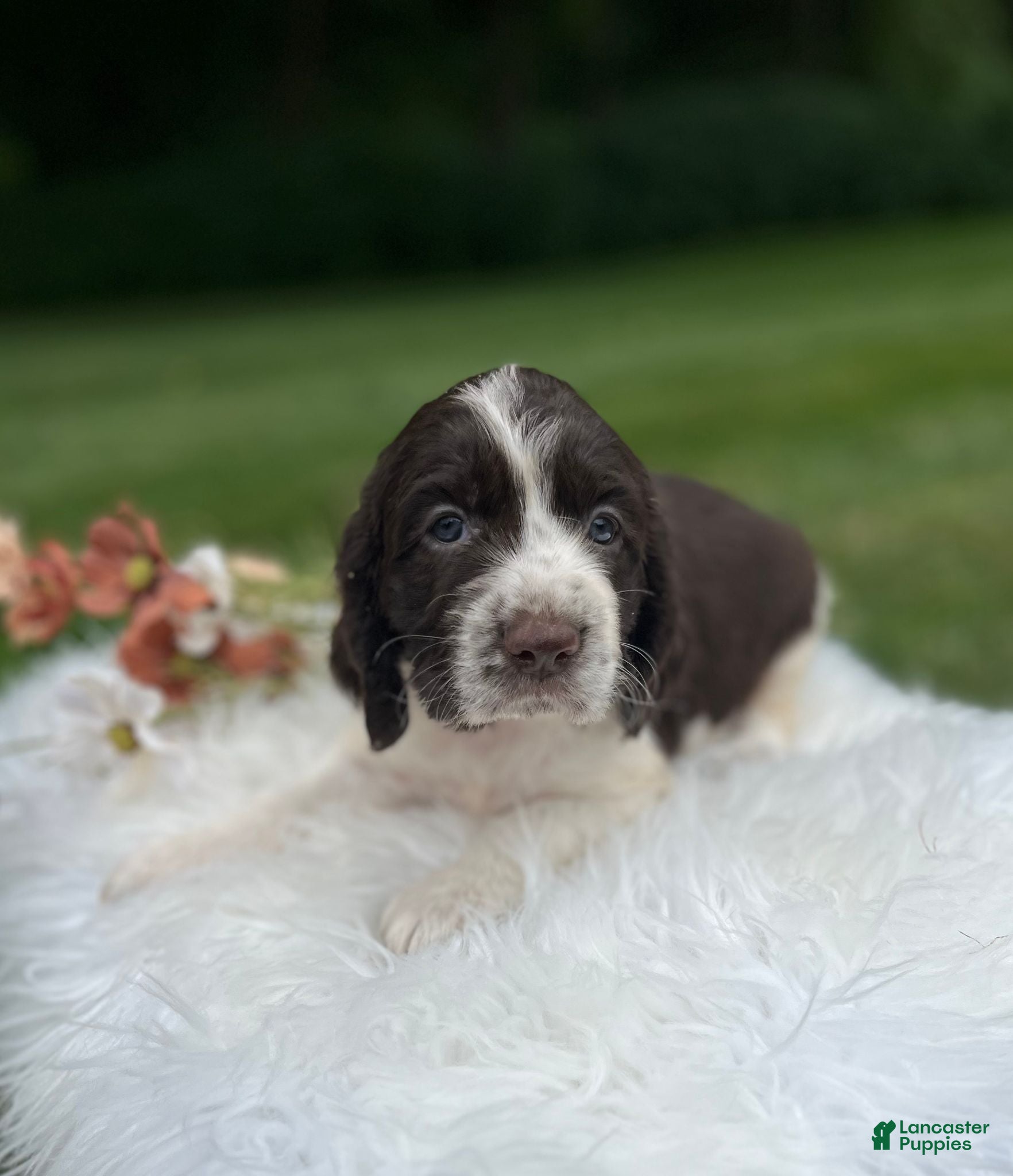 English Springer Spaniel dogs Daphne - Ad 2