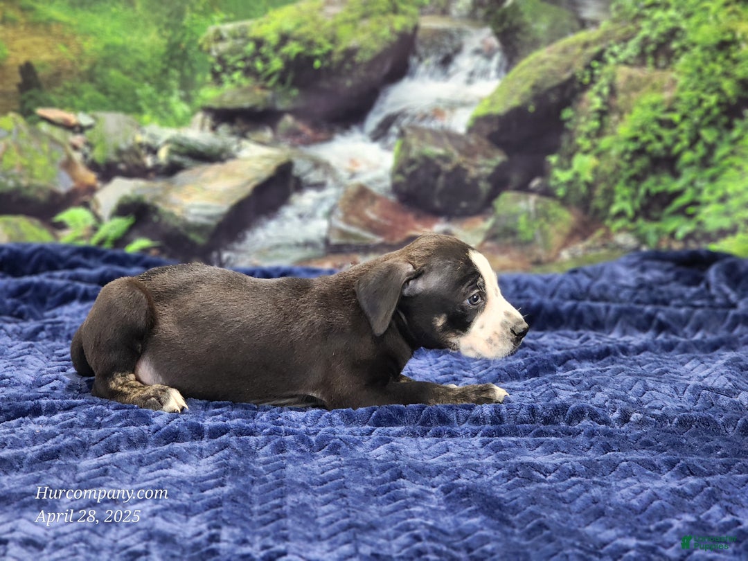 Catahoula Leopard Dog dogs for sale: Luna 2025 Male 1 - Ad 2