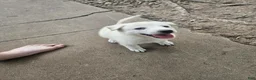 Mixed Breed dogs for sale: Mixed Breed 7 - Ad 1