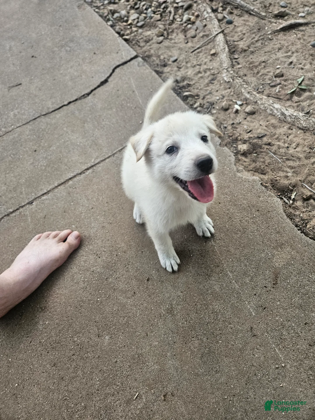 Mixed Breed dogs for sale: Mixed Breed 7 - Ad 1
