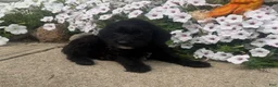 Mixed Breed dogs for sale: Sally - Ad 7