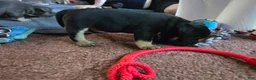 American Bully dogs for sale: Lyra - Ad 2