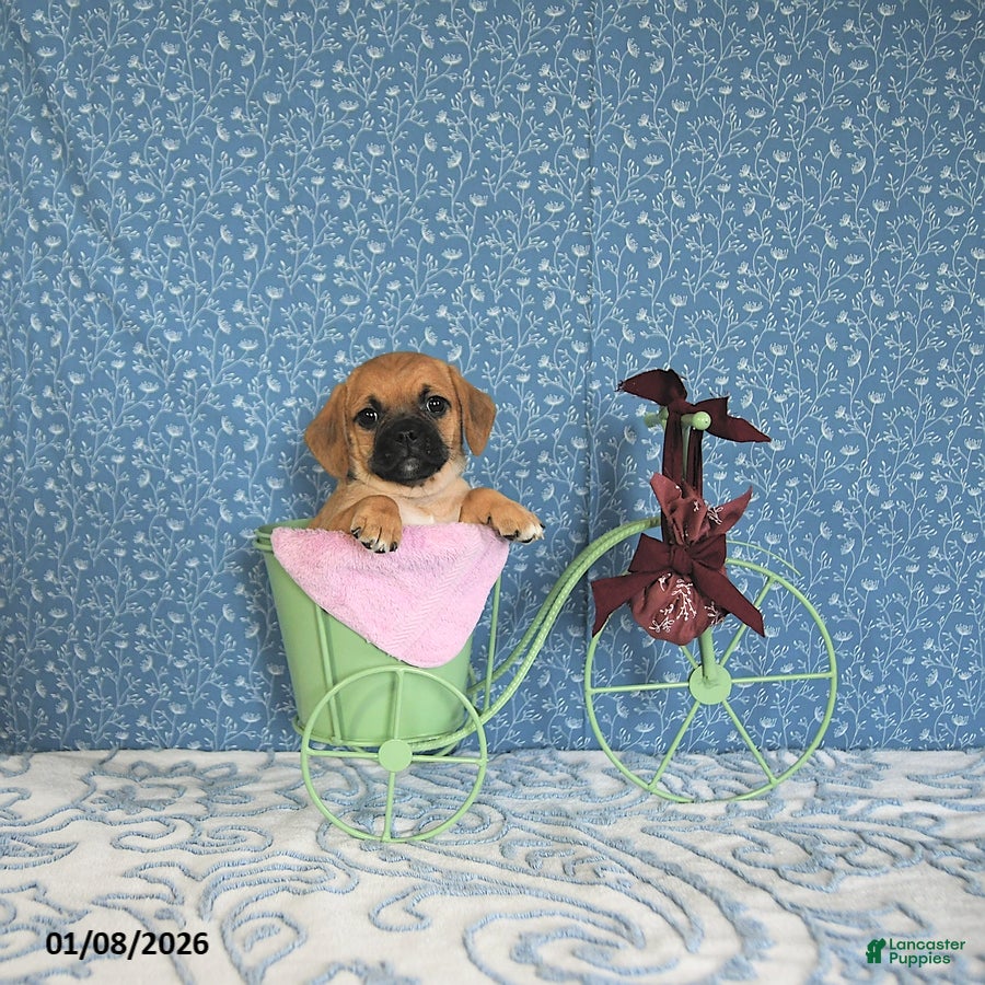 Puggle dogs Karmel - Ad 7