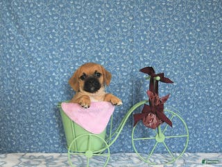 Puggle dogs Karmel - Ad 7