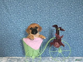 Puggle dogs Karmel - Ad 4