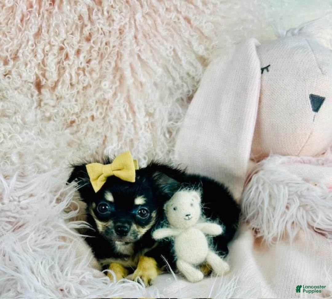 Chihuahua dogs for sale: Chihuahua Puppy 3 - Ad 3