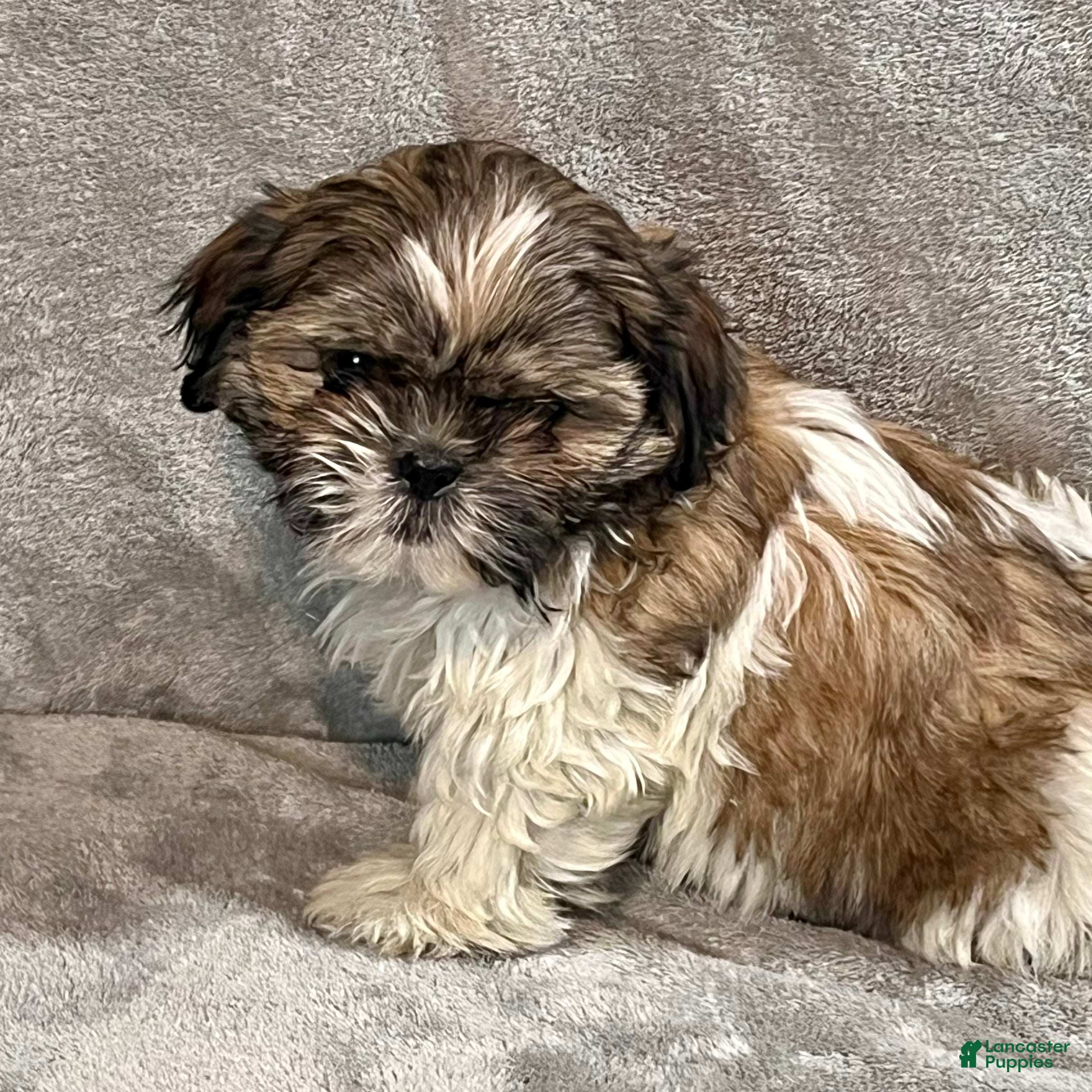 Shih Tzu dogs Henry - Ad 30