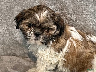 Shih Tzu dogs Henry - Ad 28