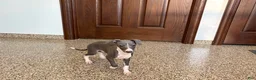 Italian Greyhound dogs for sale: Larry - Ad 12
