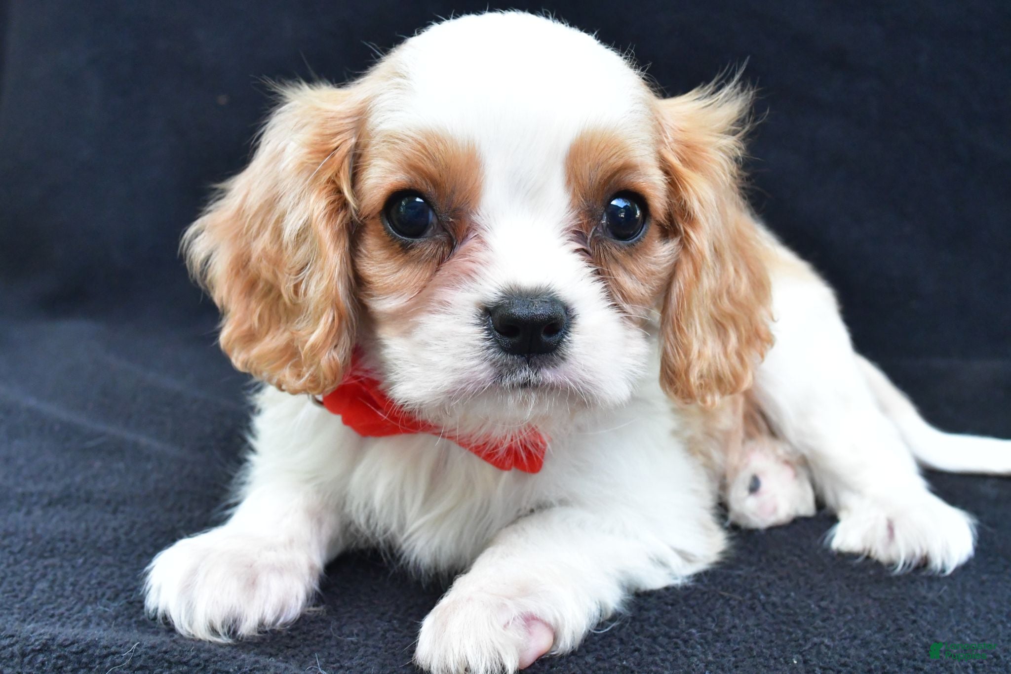 Cavalier King Charles Spaniel dogs Kobe - Ad 1
