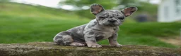 French Bulldog dogs for sale: Archie Beautiful Merle  Pup💙🐾 - Ad 8